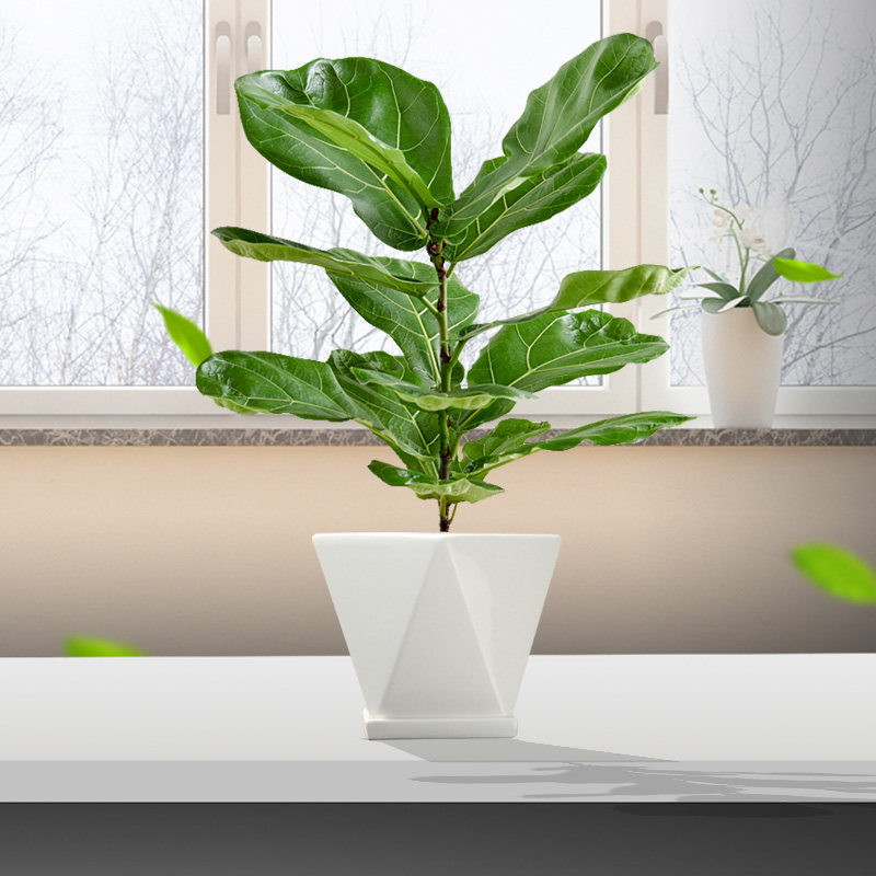 室内妙点小琴琴叶盆栽桌面小型绿植客厅书房绿植