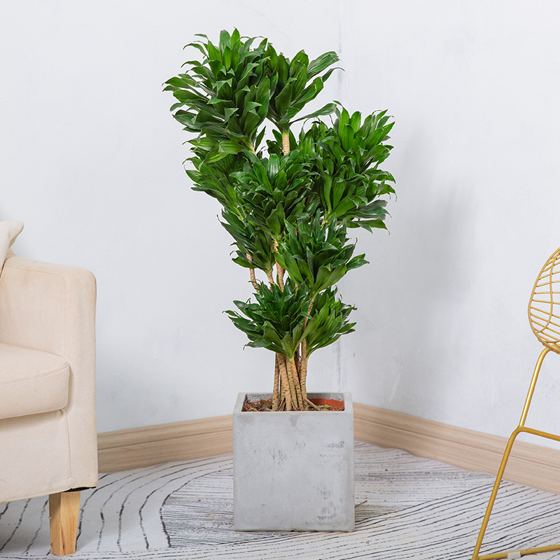 太阳神盆栽密叶朱蕉龙血树造型绿植