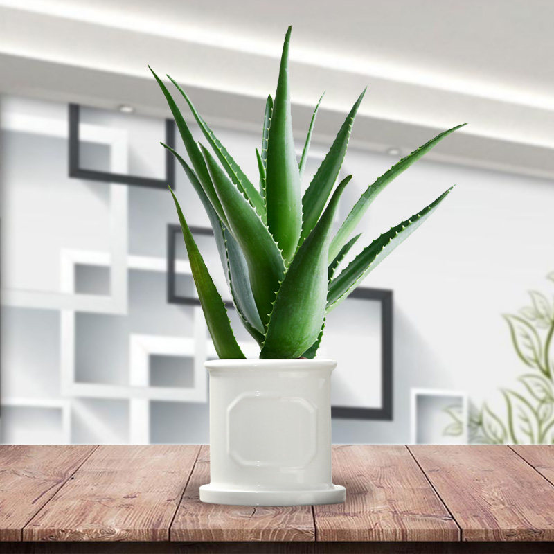 盆栽妙点单颗芦荟办公室客厅室内甲醛阳台绿植绿植