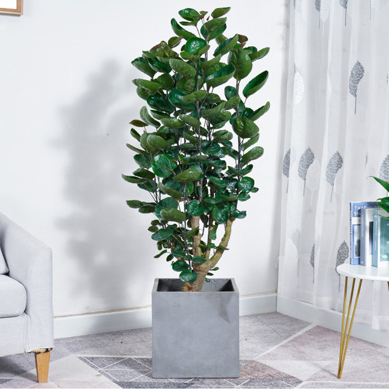 金钱兜圆叶福禄大型盆栽钱多多多多室内风水吉祥绿植