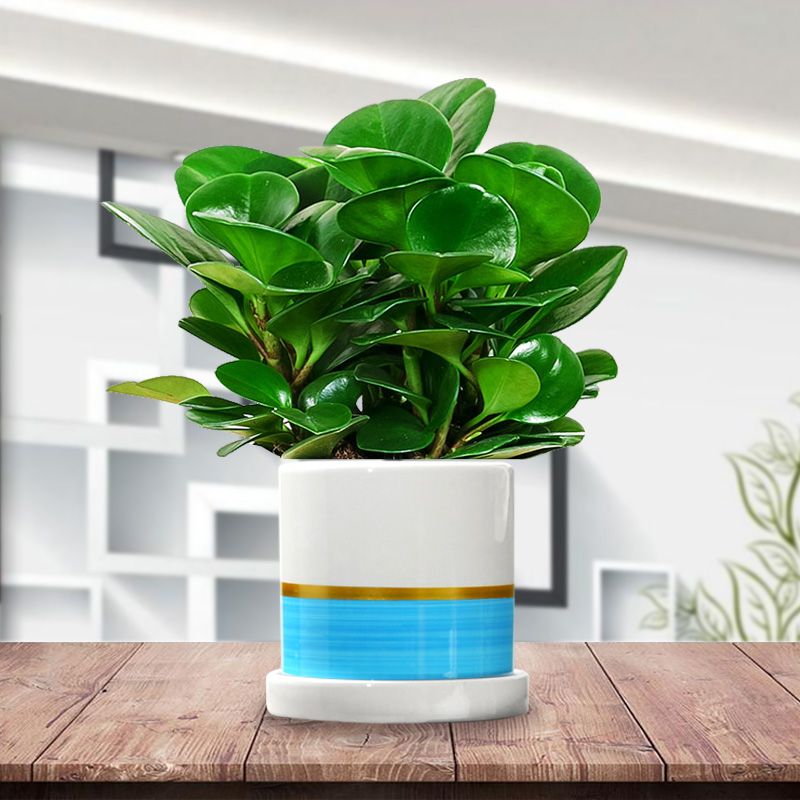 桌面盆栽豆瓣绿青青叶碧玉客厅室内卧室办公室绿植