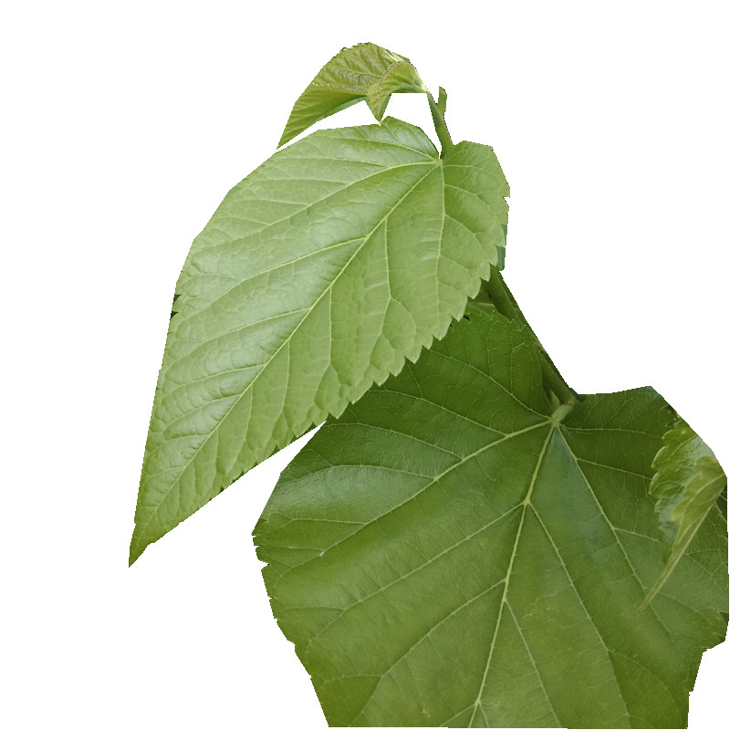 桑叶树叶现摘新鲜大小蚕嫩鲜嫩蚕宝宝饲料桑树桑叶