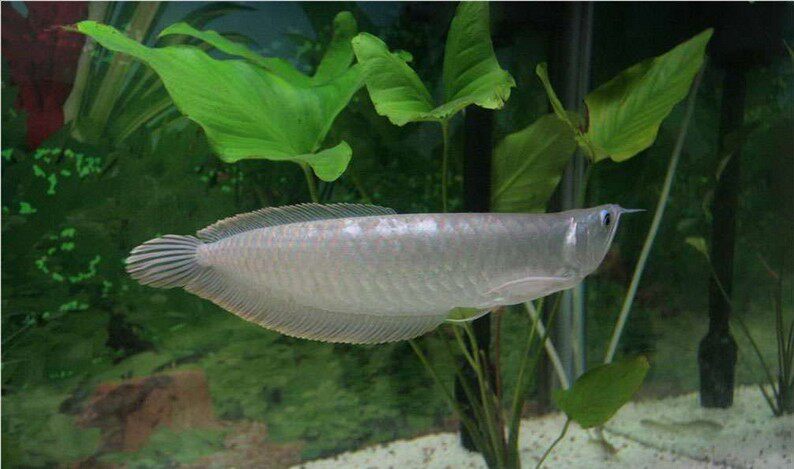 银龙鱼观赏鱼 热带鱼 大型鱼 银龙鱼龙鱼 观赏龙鱼 银龙鱼苗 银龙