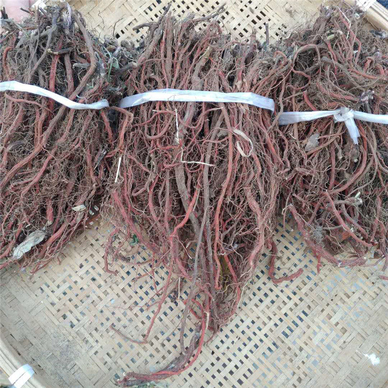 丹参山东野生红丹血参红根血参根大红红袍靠山其他药食同源食品