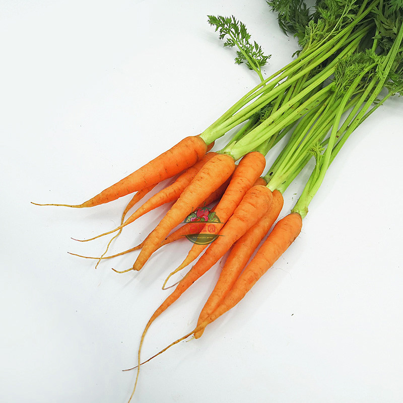 新鲜迷你小手手指胡萝卜小红小红人人参萝卜西餐其它