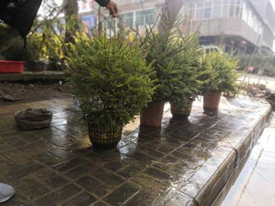 圣诞树真树圣诞节专用挪威云杉活的盆栽活树观叶