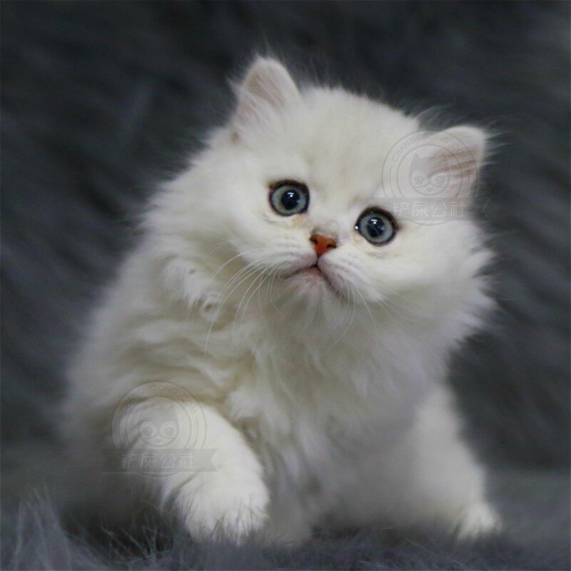 金吉拉幼猫活体波斯猫长毛上海铲屎公社cfa注册猫咪