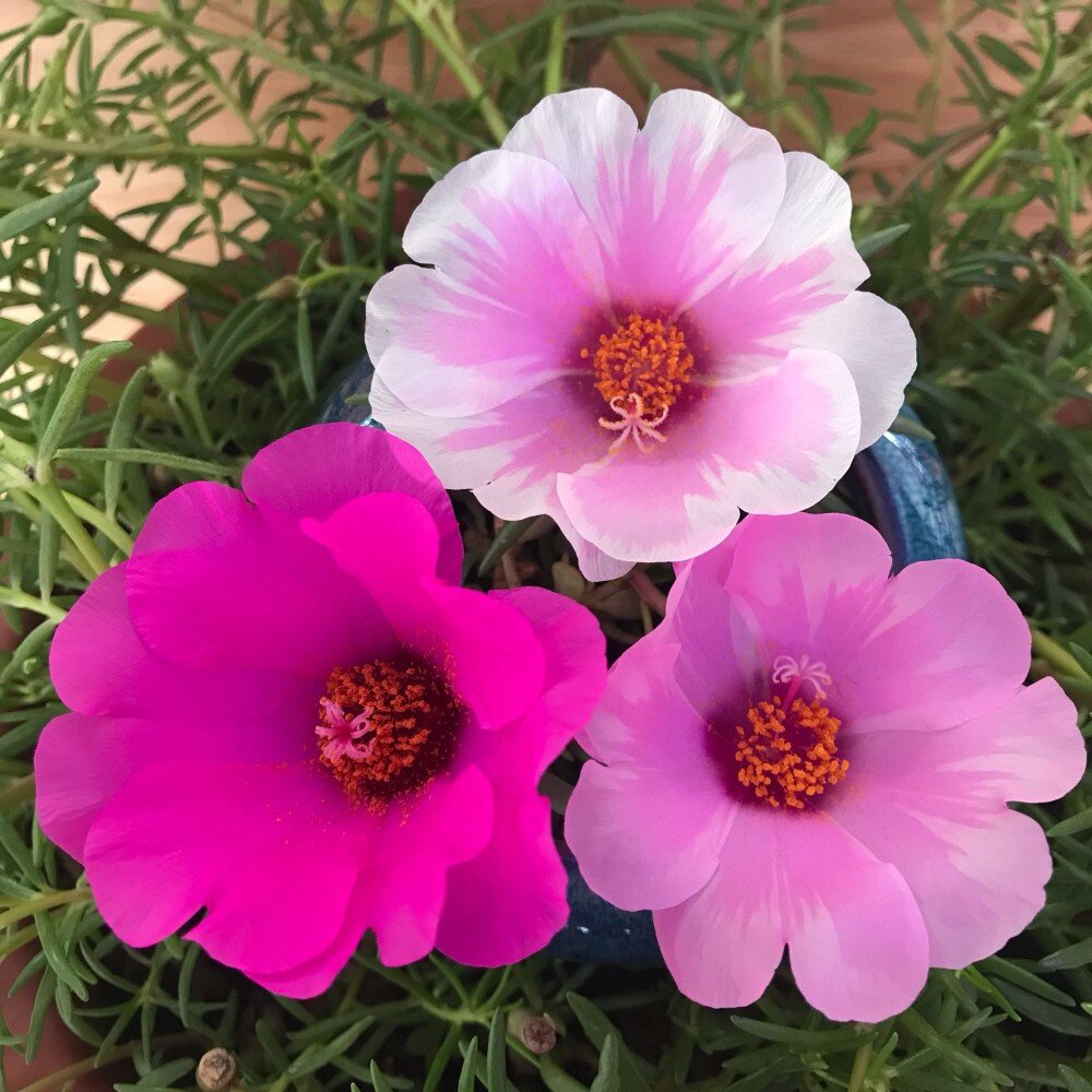 单瓣大花太阳花苗宿根多年生混色植物花卉盆栽四季开花不断带花苞