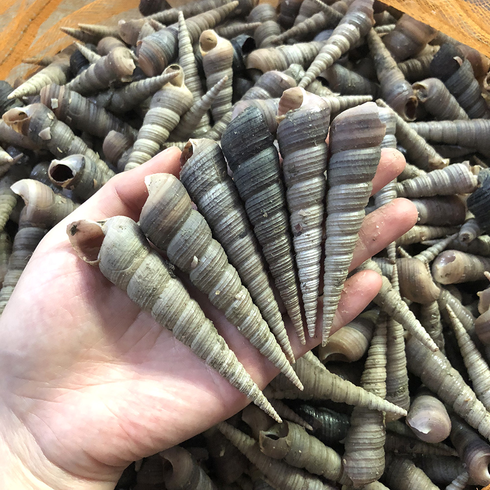 3斤海捞钉螺海螺锥螺尖螺野生海鲜水产鲜活海螺