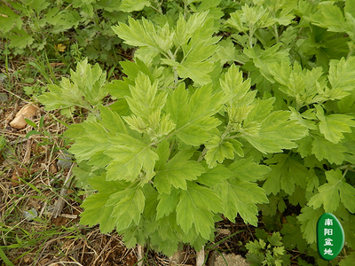 野生南阳老艾叶陈艾叶艾蒿叶艾草泡澡泡脚婴儿老人农村直发2斤包其他