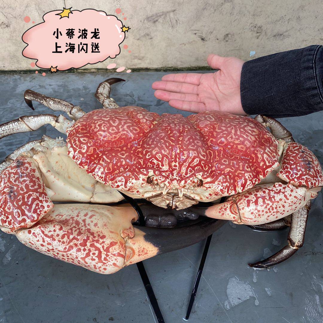 鲜活皇帝澳洲螃蟹海鲜水产超特特大帝王椰子帝王蟹