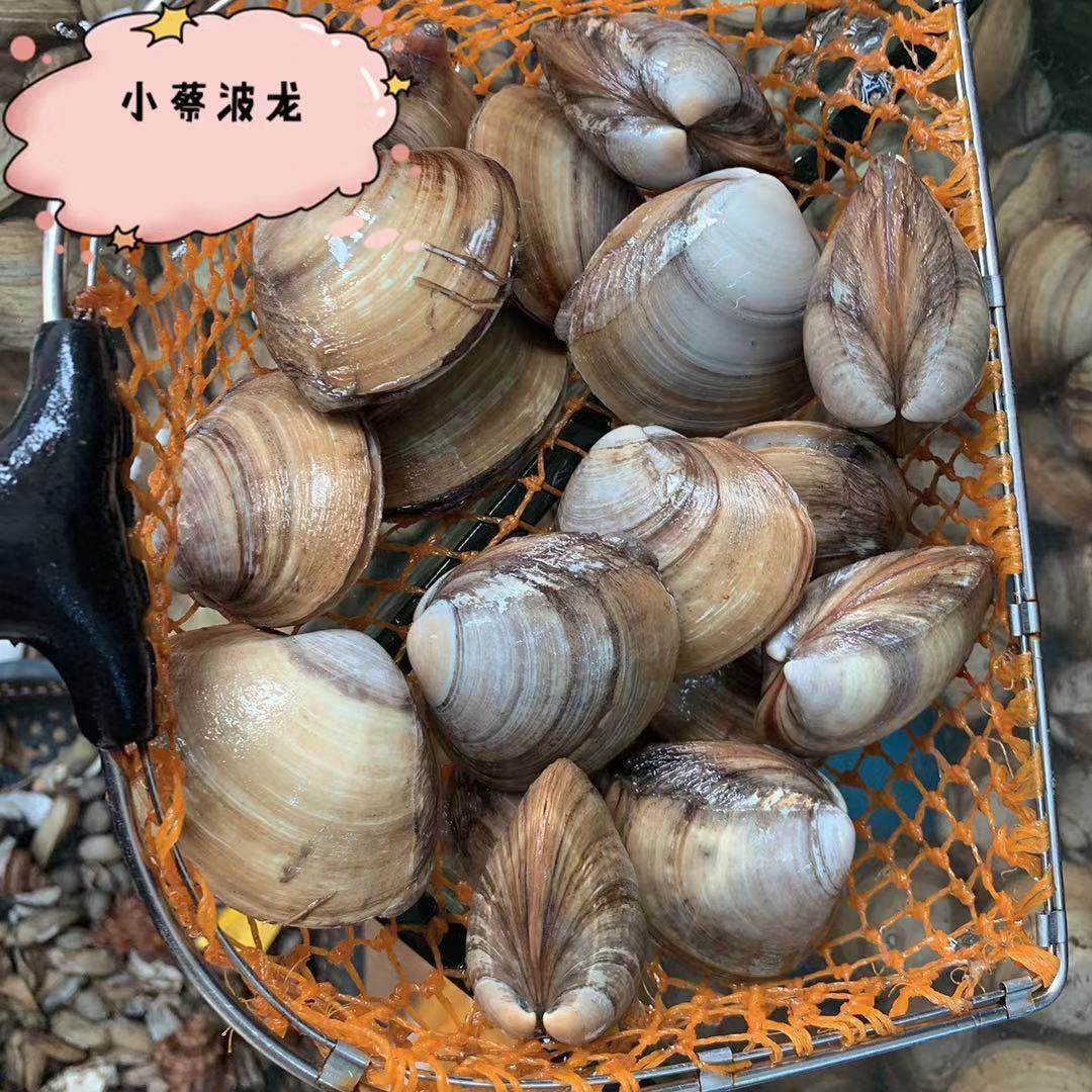 鲜活北极野生海鲜水产贝壳类黄贝青口贝黄蚬北极贝