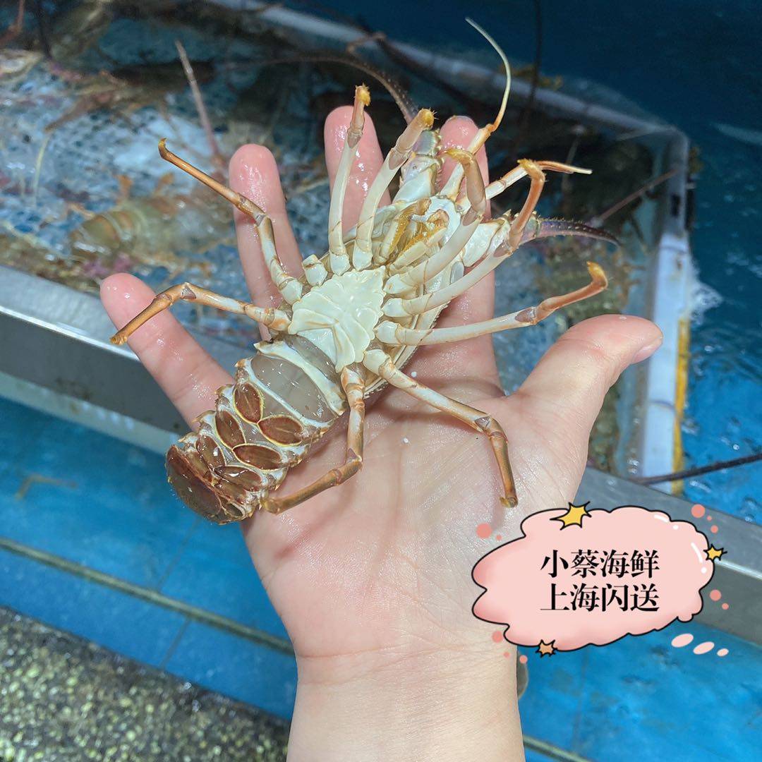 龙虾青龙鲜活西非海鲜水产小青小青龙澳洲澳洲龙活虾