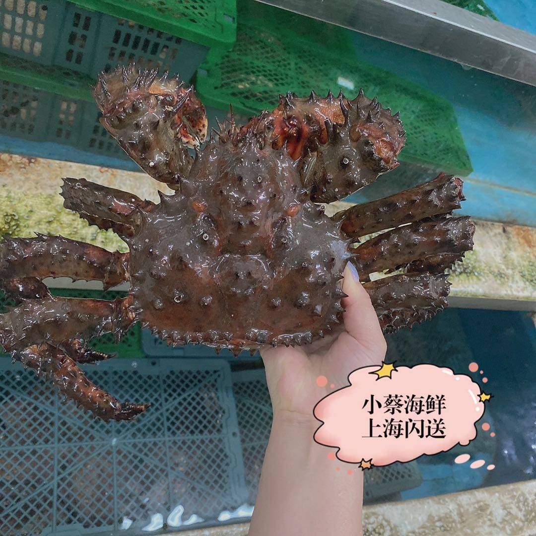 帝王鲜活花礁野生海鲜水产超特特大皇帝花椒帝王蟹