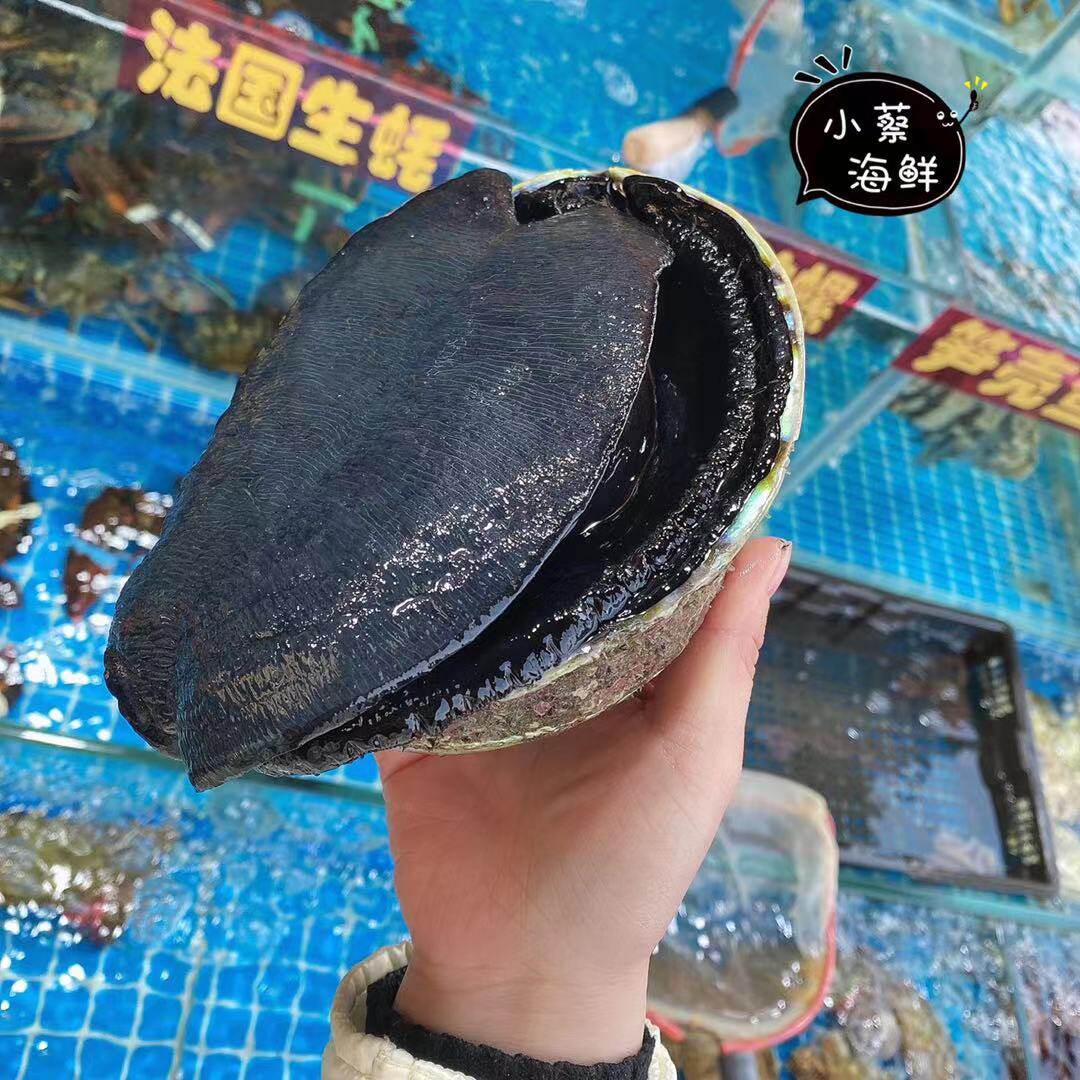 鲍鱼鲜活新西兰黑金鱼刺澳洲澳鲍超特特大海鲜鲍鱼