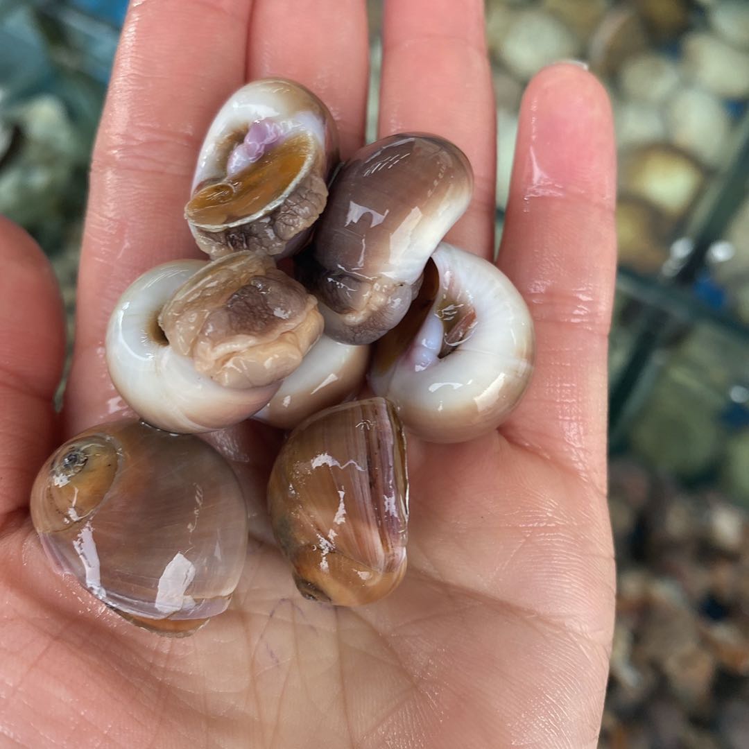 鲜活香螺海鲜贝类水产猫眼螺超特大海螺红螺其它