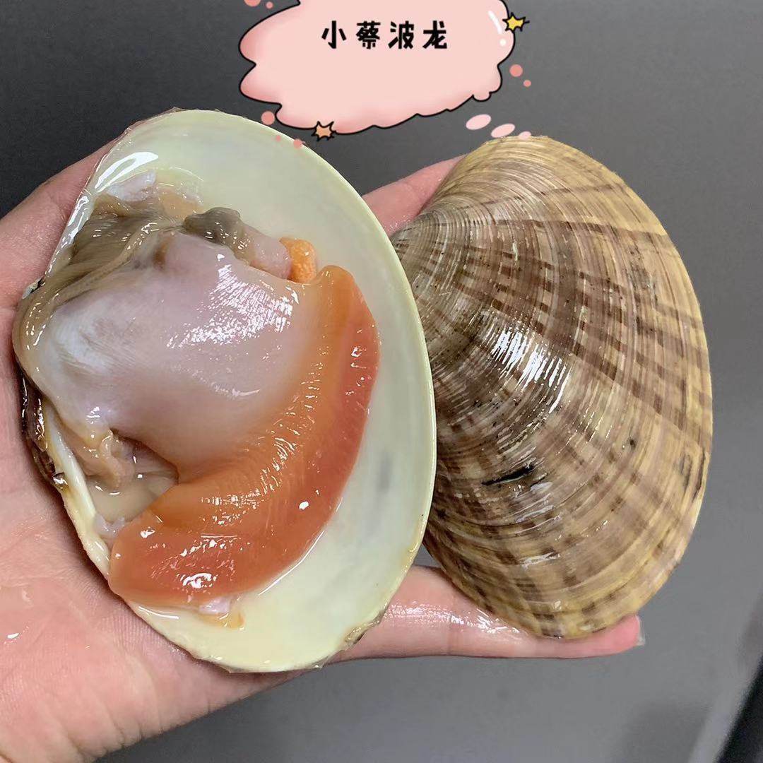 鲜活黄贝野生海鲜水产贝壳类青口贝黄文蛤蛤蜊蓝口贝