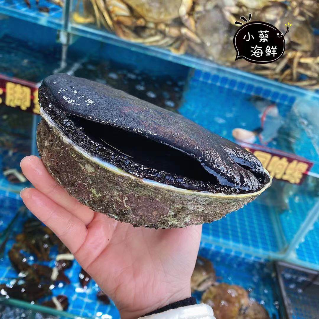 鲍鱼鲜活新西兰黑金鱼刺澳洲澳鲍超特特大海鲜鲍鱼