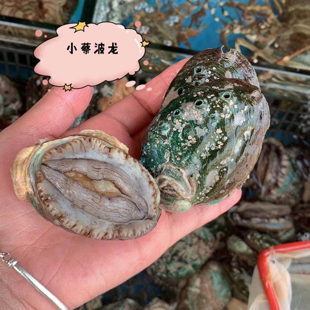 鲍鱼鲜活12头海鲜水产贝类煲汤九孔超大野生鲍鱼