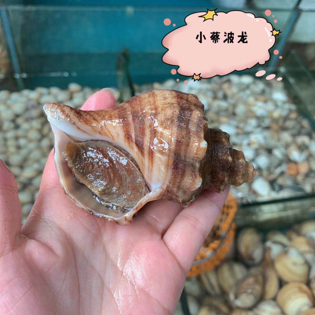 鲜活大红海鲜水产贝壳新鲜野生生活超大海螺其它