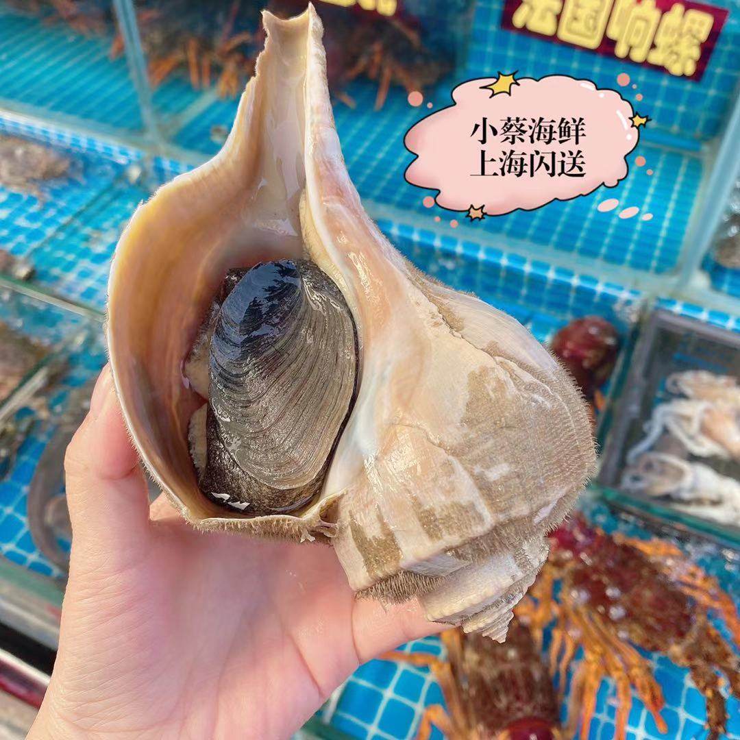 响螺鲜活美国海鲜水产贝类超大海螺潮汕大花海螺