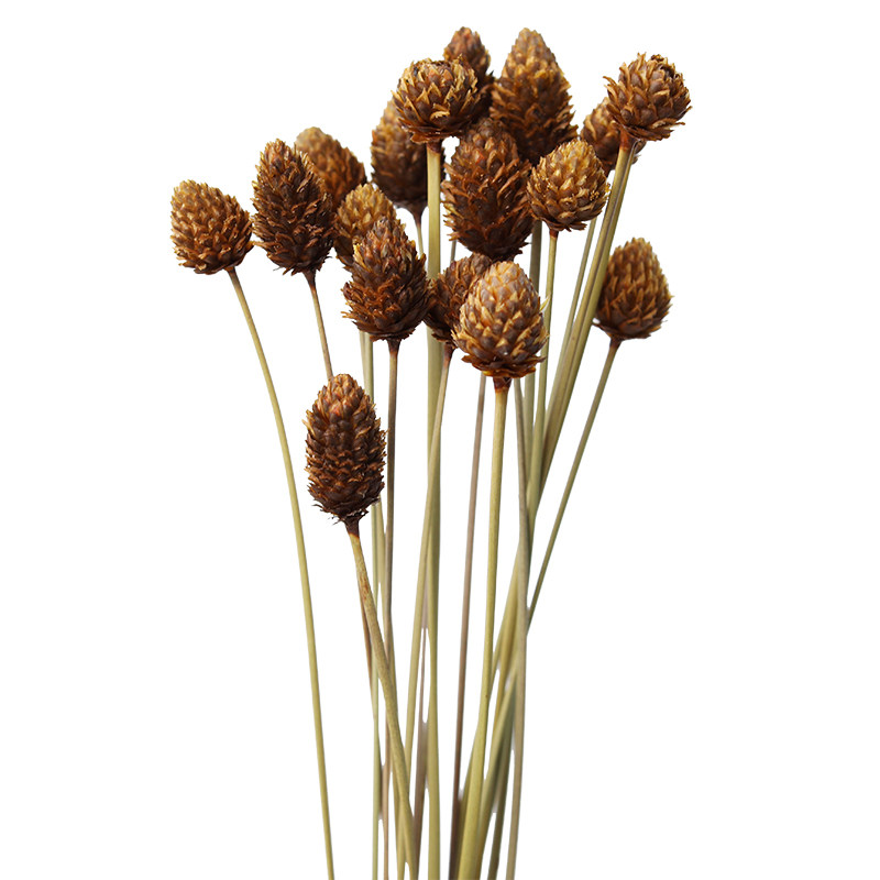 干花松球南美进口真花天然永生花小花花束淘宝干花