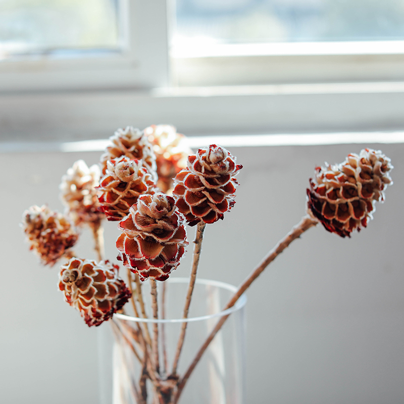 摆设进口干花真花毛蜂巢干枝风干天然客厅咖啡厅干花
