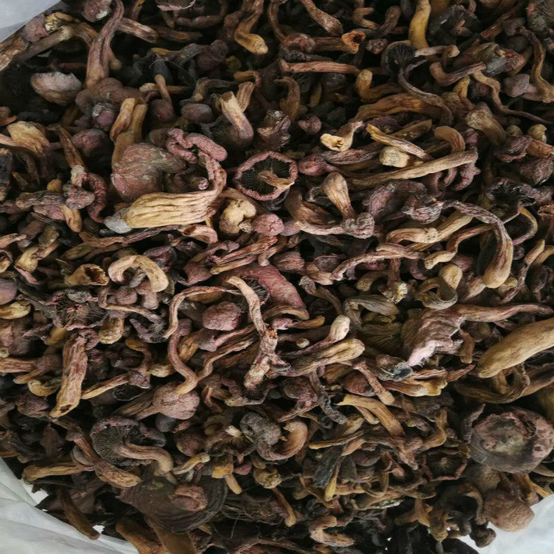 红蘑菇东北纯野野生红松长白山松树蘑菇特级500g香菇类