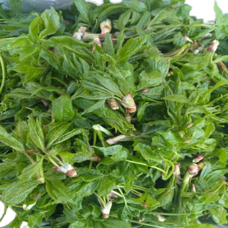 五加新鲜山野菜嫩芽刺拐老虎500g3件包邮蘸酱菜其它