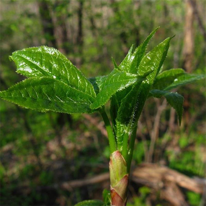 五加新鲜山野菜嫩芽刺拐老虎500g3件包邮蘸酱菜其它
