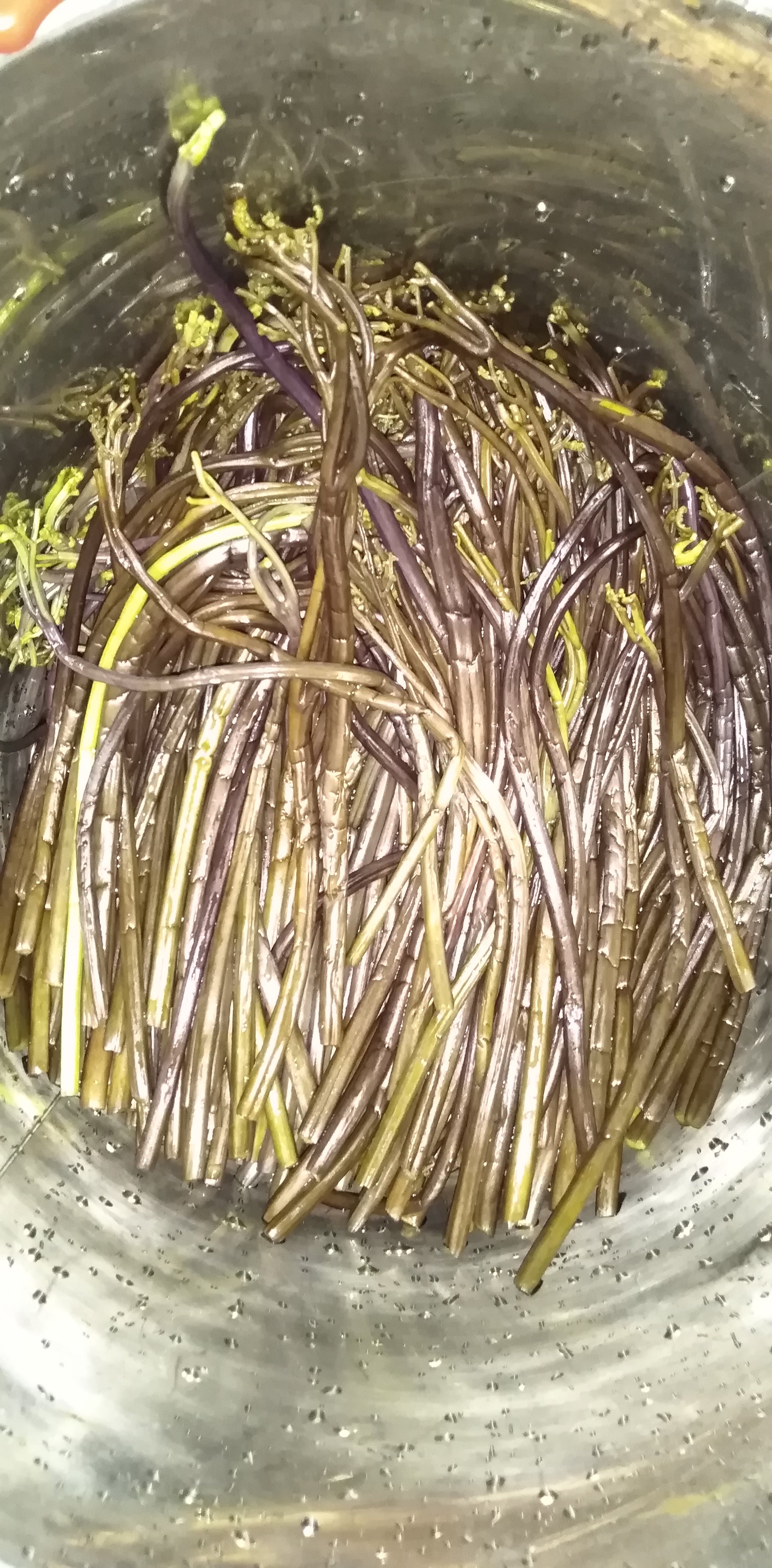 蕨菜短酸贵州黔东南黎平特产新鲜龙爪腌制一斤其他食品