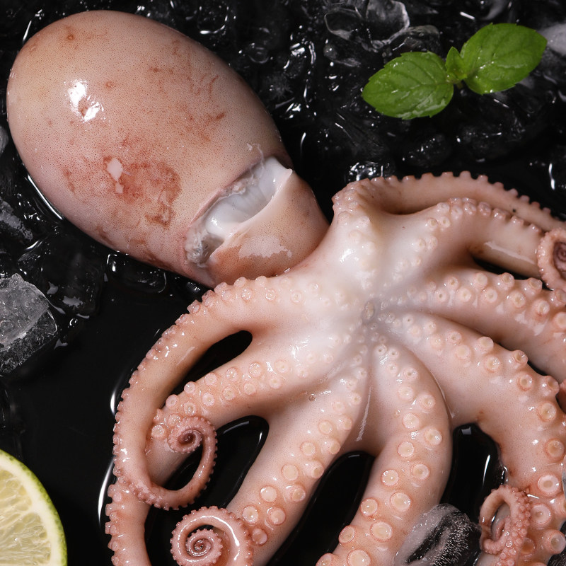 大连长腿八爪鱼网红红大头小章鱼新鲜鲜活冷冻冷冻章鱼