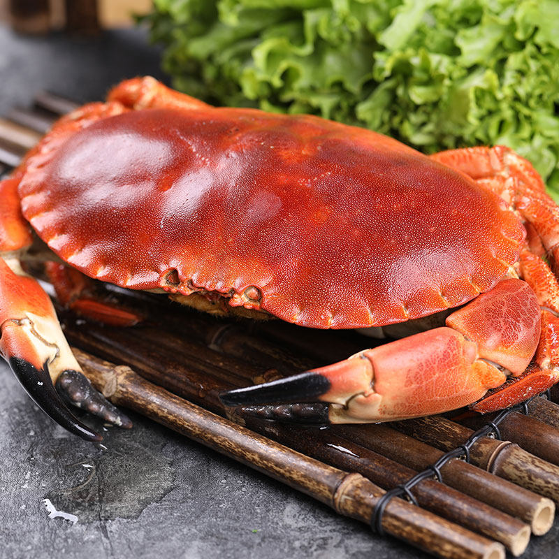 苏格兰面包蟹黄黄金蟹鲜活体熟冻特大超大梭子黄金蟹