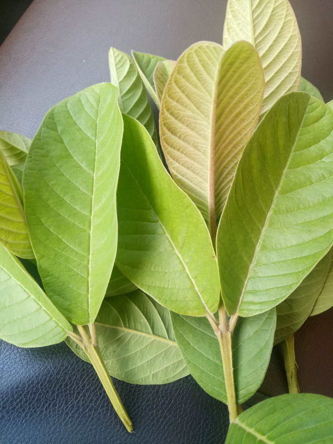 新鲜现摘现发番石榴叶子芭乐叶2斤装包晒干芭乐