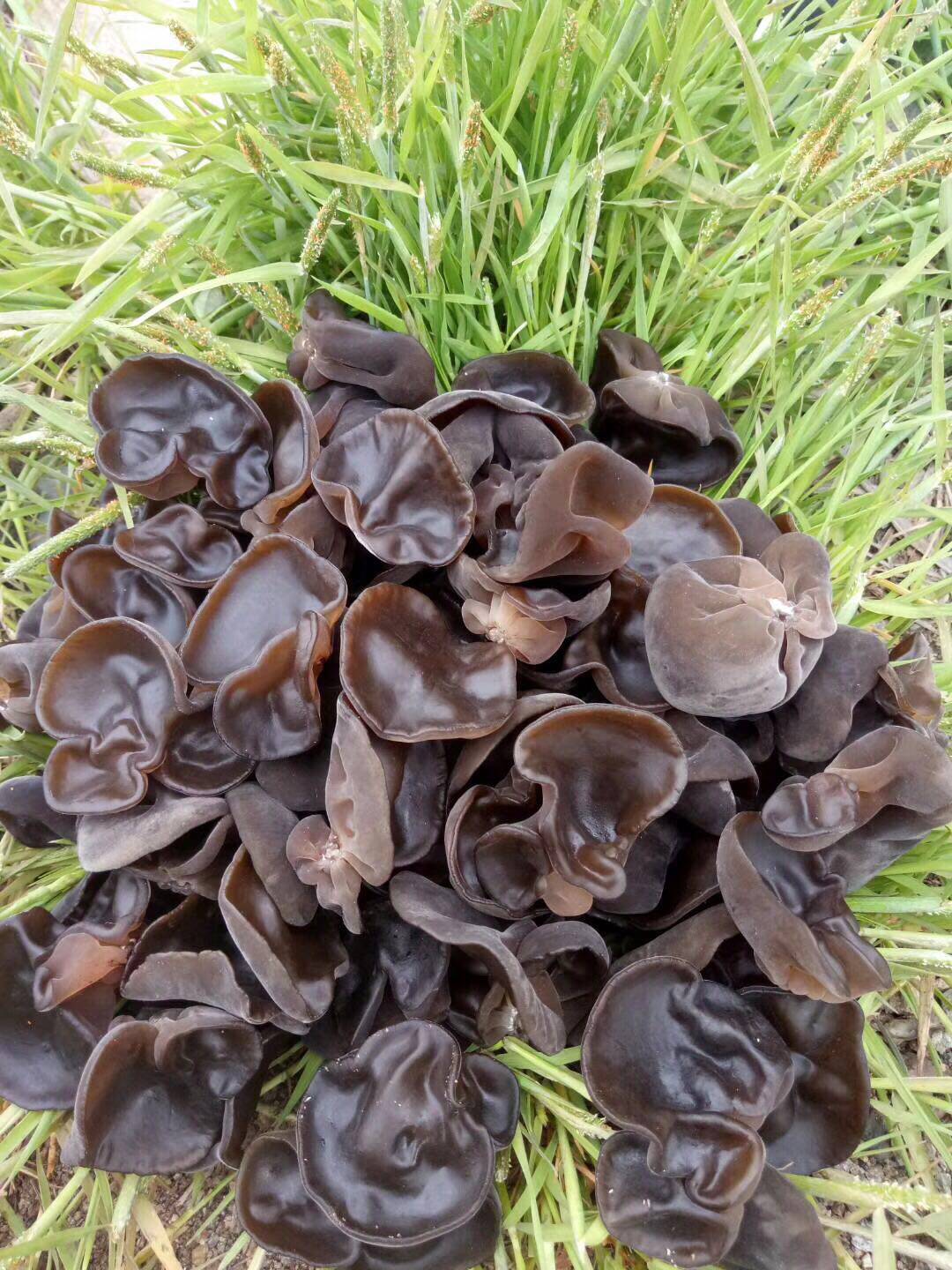 无根东北黑木耳纯野野生小碗特级椴树木耳秋耳其它干货