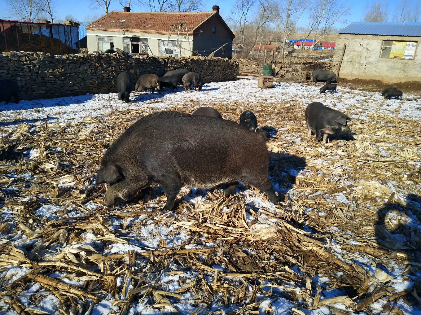 农家散养东北大民猪黑猪土猪肉 年猪 前 后腿肉 五花肉500g