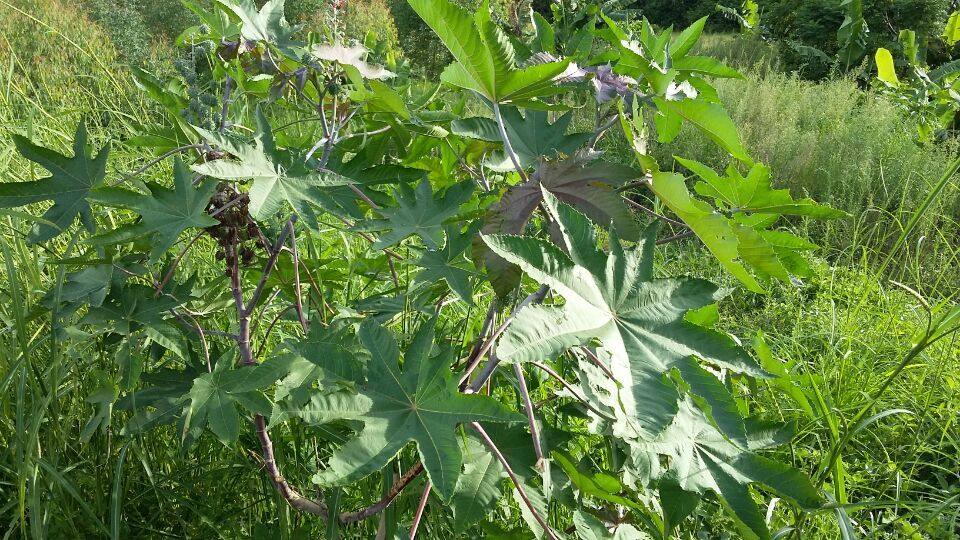 新鲜蓖麻叶大麻子叶篦麻叶牛蓖草麻八麻子籽天然祛毒通痹民间偏方