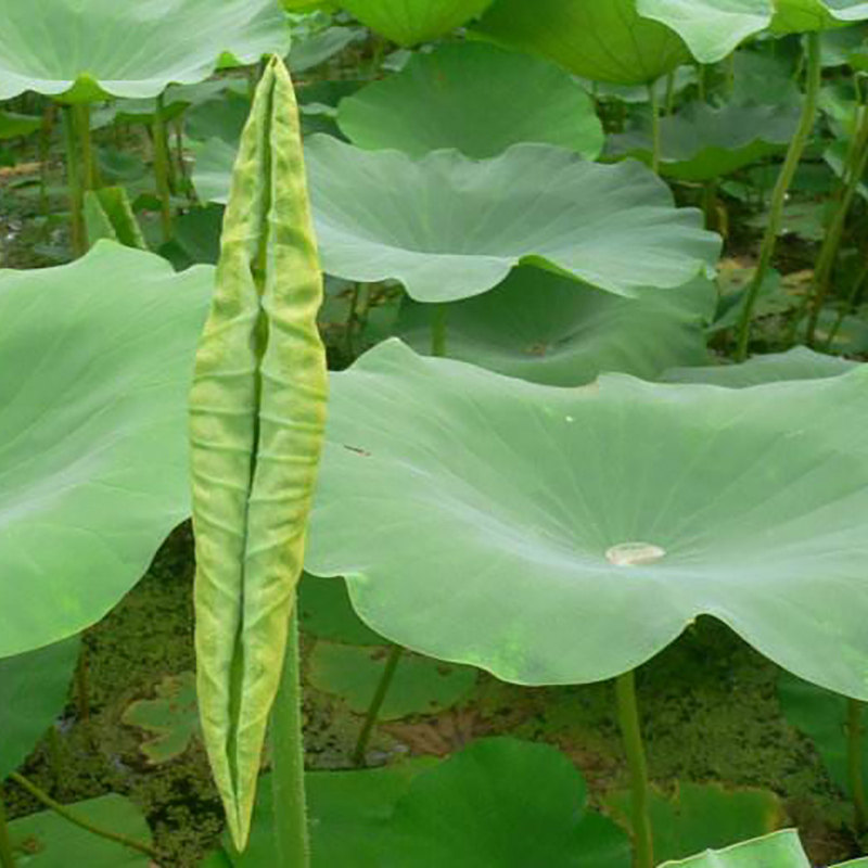 荷叶新鲜尖炒鸡蛋凉拌拌菜时令白洋淀特产野生荷叶