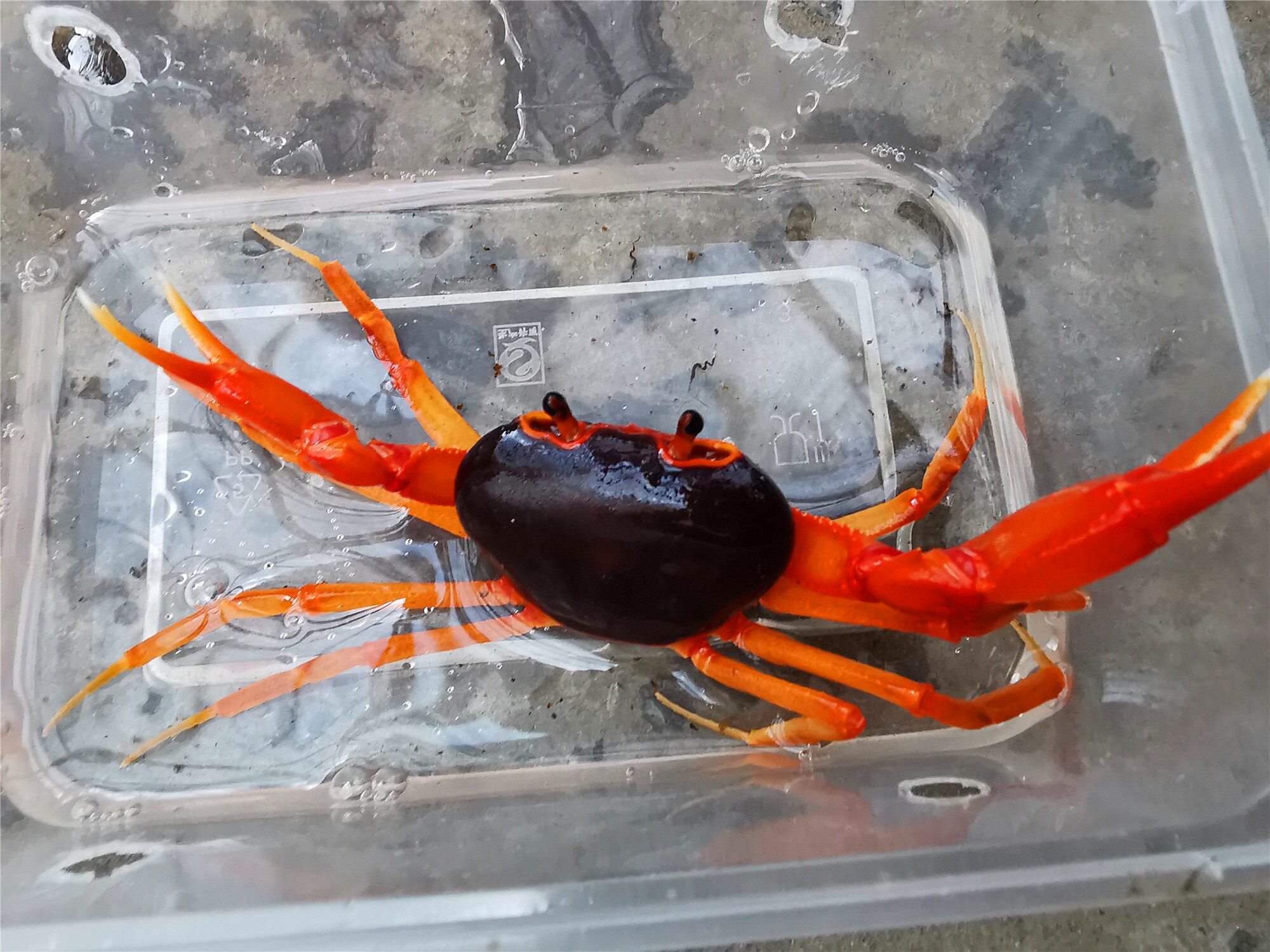 越南勾手印支安楠内溪蟹相手梧州南海溪蟹辣椒蟹