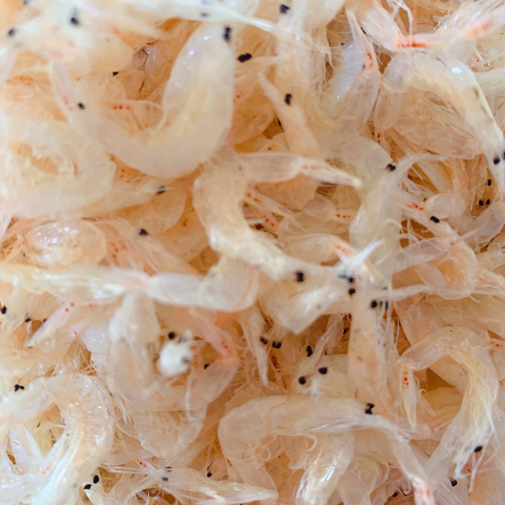 新货新款洞头本地虾皮淡干无盐孕妇小孩补钙虾皮