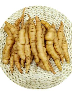 鲜生地焦作新鲜地髓地黄小果怀地黄