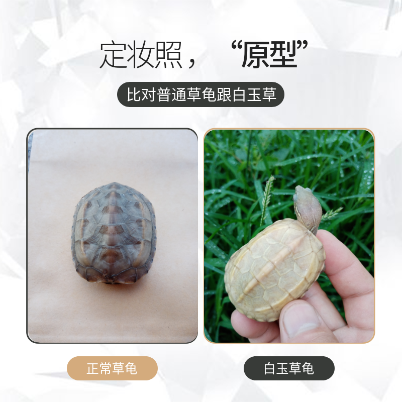 宠趣白玉中华草龟活乌龟白化金线草龟金线龟宠物龟变异龟活体龟苗