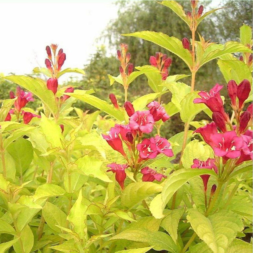 【花卉】花叶锦带金叶锦带观叶观花盆栽别墅花园庭院多年生落