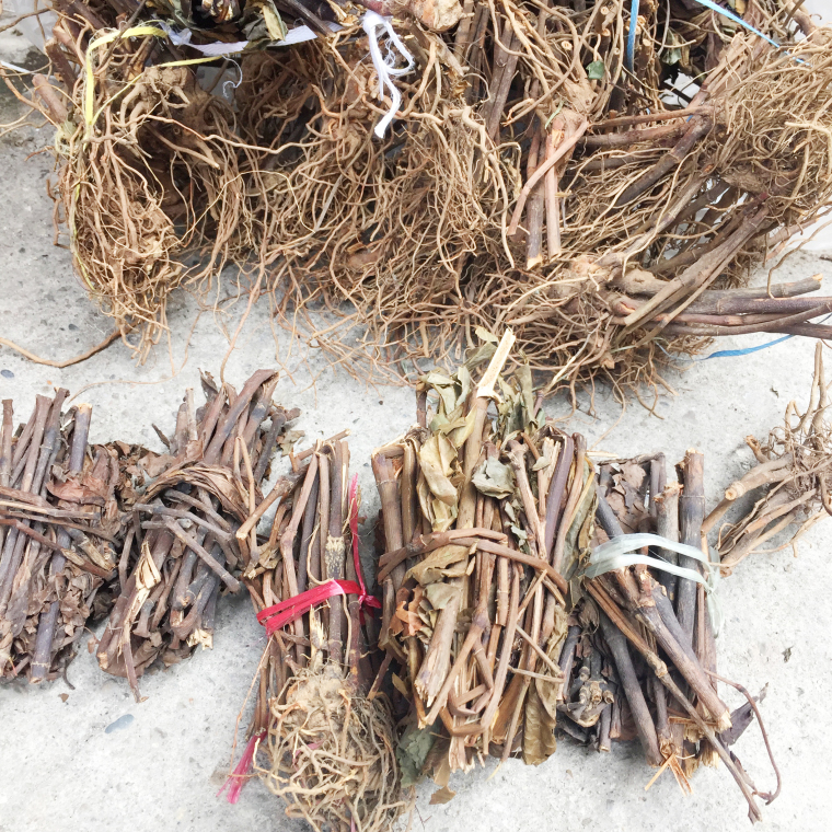 九节茶根头肿节风 九节风接骨莲草珊瑚跌打损伤野生中草药500g