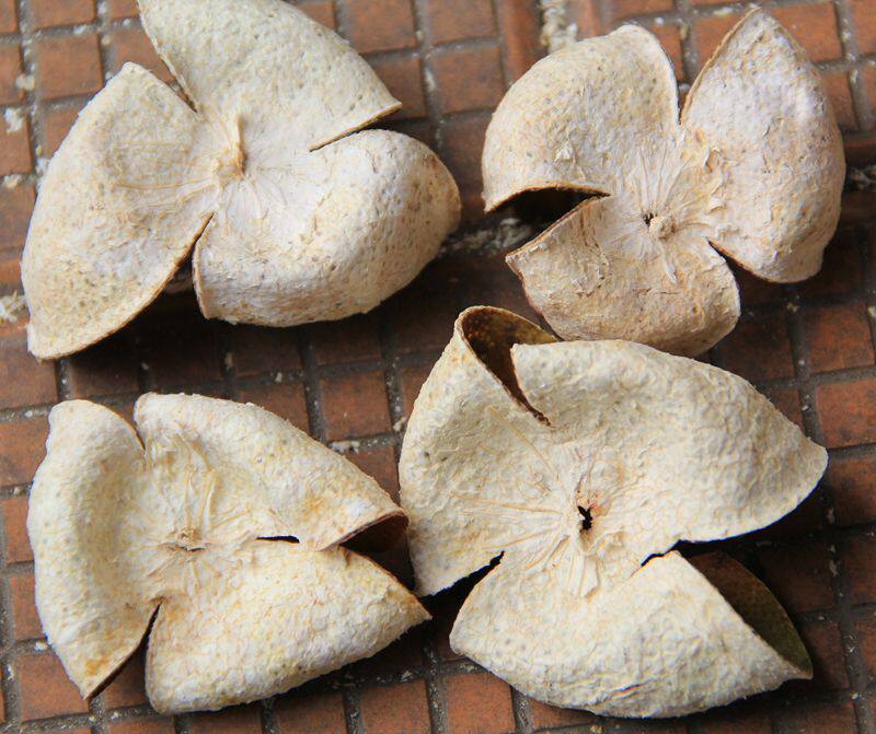 2016年新会梅江陈皮果仔皮小黄皮药用泡茶入药陈皮