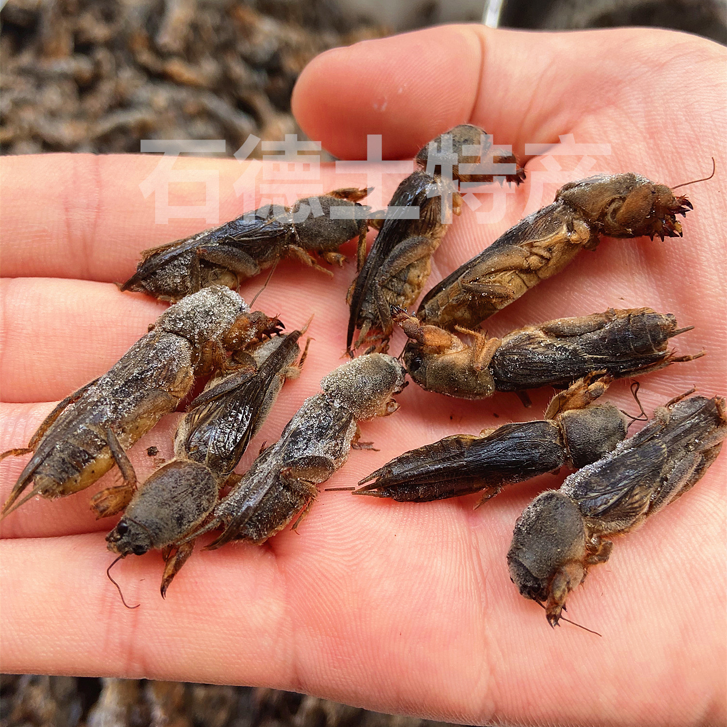 土狗1斤昆虫包邮满顺丰2斤食用新鲜蝲蝲蝼蛄其它生肉制品