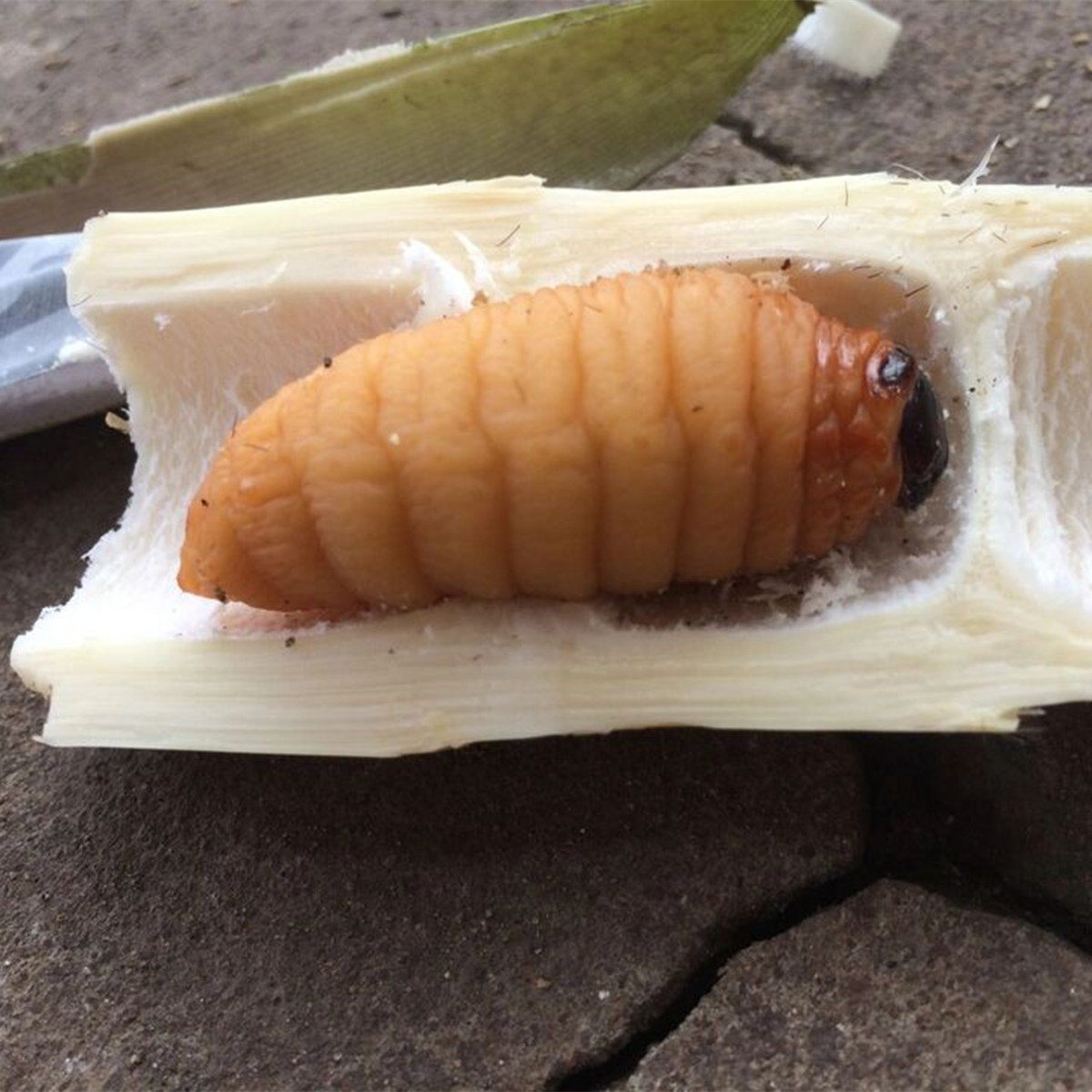 速冻1斤食用大竹竹笋虫竹蛹大竹蛆笋蛆笋子其它干货