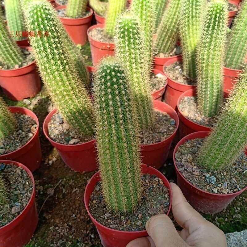 开大花柱防辐射植物金妞多仙人掌毛花柱奥拓仙人精品多肉植物