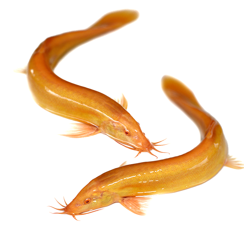 黄金清道夫金龙鳅好黄金泥泥鳅淡水鱼小金鱼好养活体鱼
