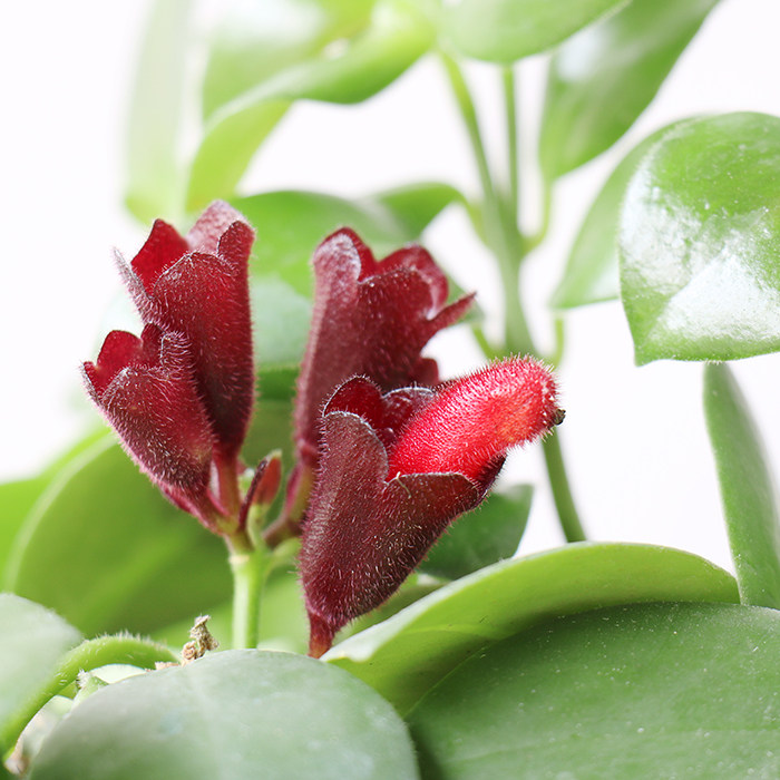 屿路口红净化空气办公室毛子红花吊兰植物叶植物盆栽观绿植